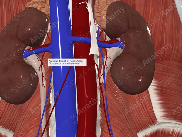 Anterior Branch of Renal Artery 