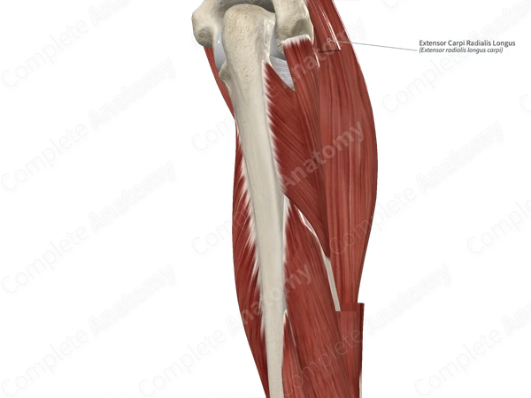 Extensor Carpi Radialis Longus