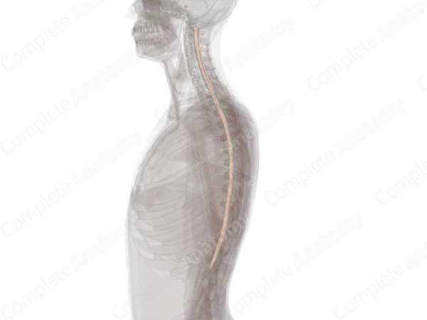 White Matter of Spinal Cord