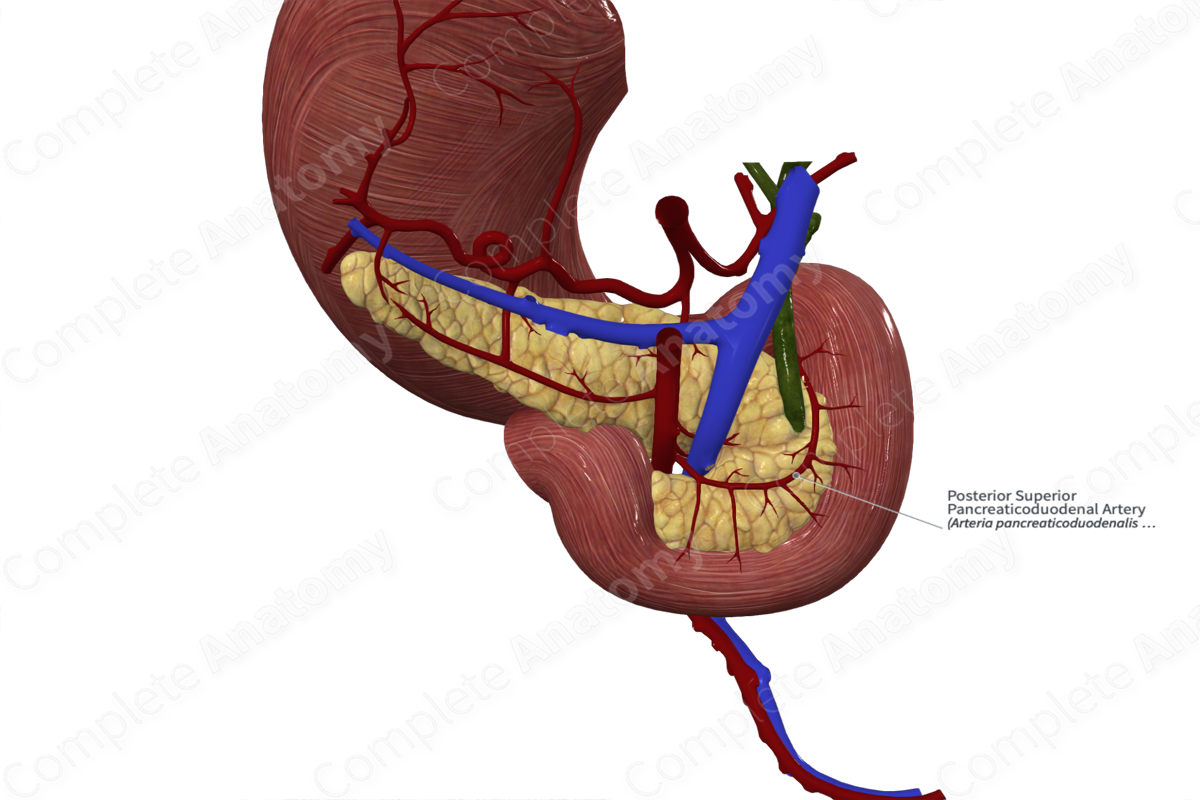 Posterior Superior Pancreaticoduodenal Artery