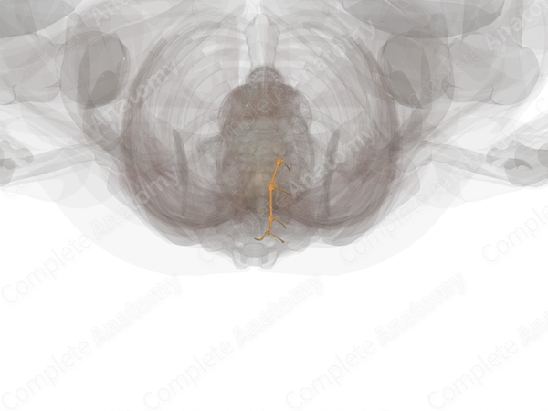 Sympathetic Trunk (Sacral; Left)