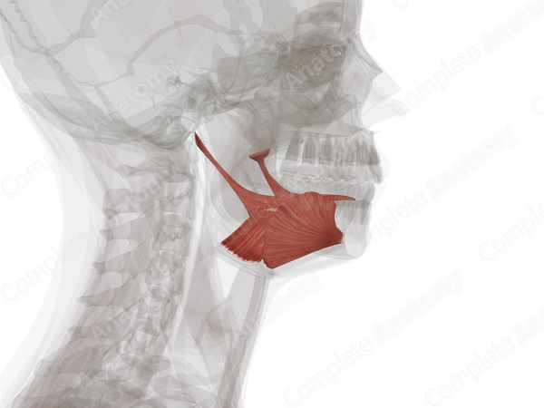 Extrinsic Muscles of Tongue (Left)