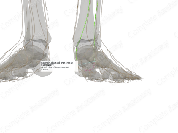Lateral Calcaneal Branches of Sural Nerve (Left)