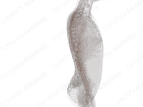 Supraspinous Ligament