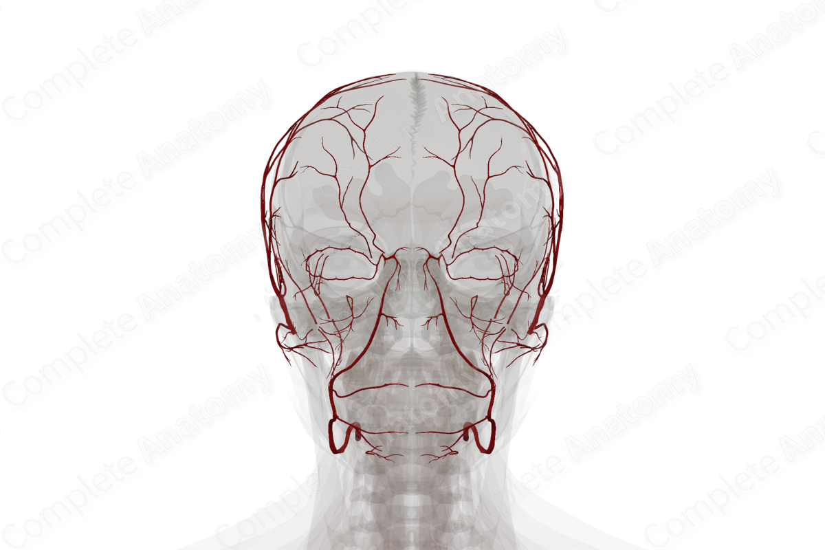 Arteries of Face & Scalp