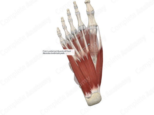 First Lumbrical Muscle of Foot 