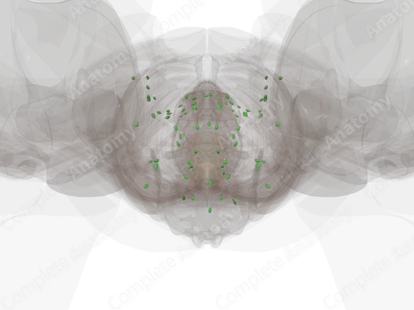 Pelvic Lymph Nodes