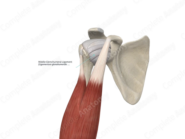 Middle Glenohumeral Ligament 