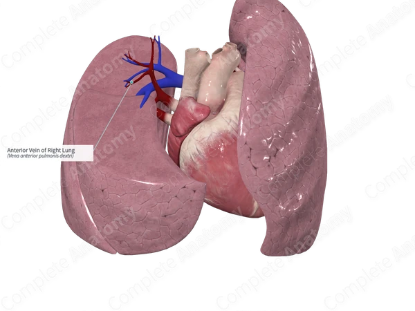 Anterior Vein of Right Lung