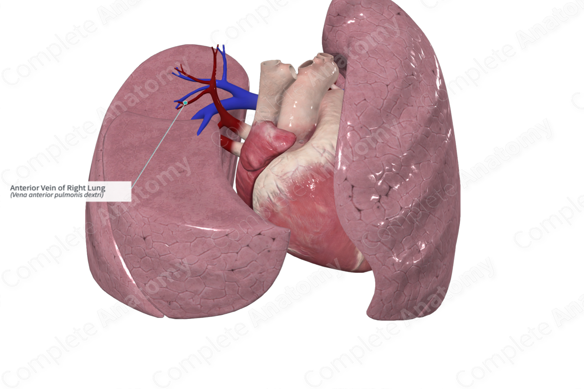 Anterior Vein of Right Lung