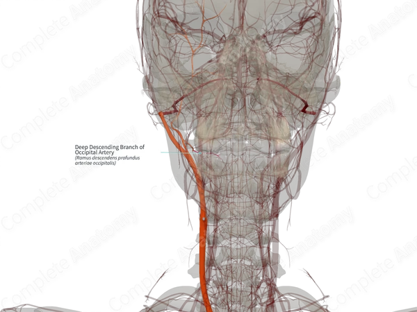 Deep Descending Branch of Occipital Artery (Right)