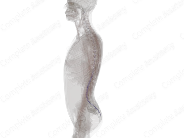 Radicular Veins