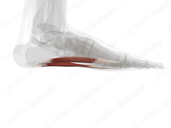 First Layer of Muscles of Plantar Part of Foot (Left)