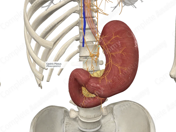 Gastric Plexus