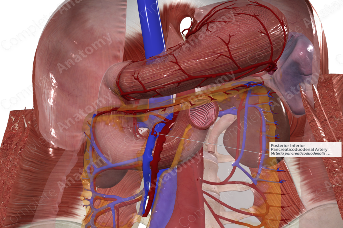 Posterior Inferior Pancreaticoduodenal Artery