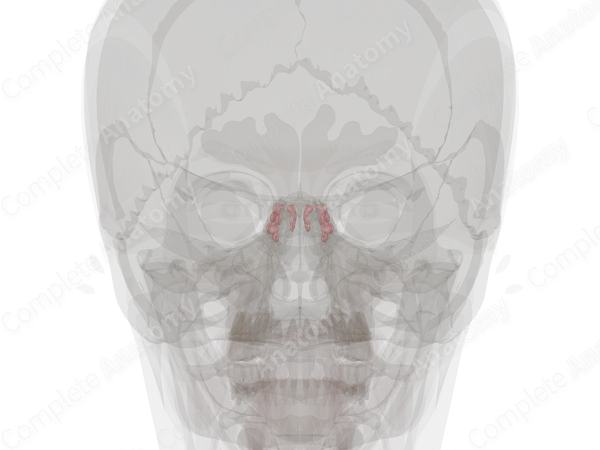 Anterior Ethmoidal Cells