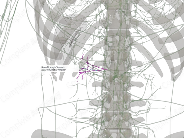 Renal Lymph Vessels (Right)