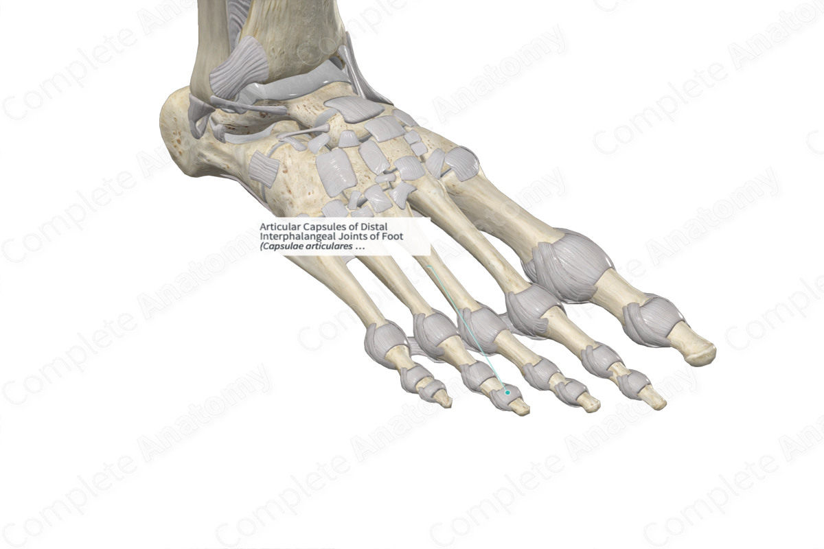 Articular Capsules of Distal Interphalangeal Joints of Foot 