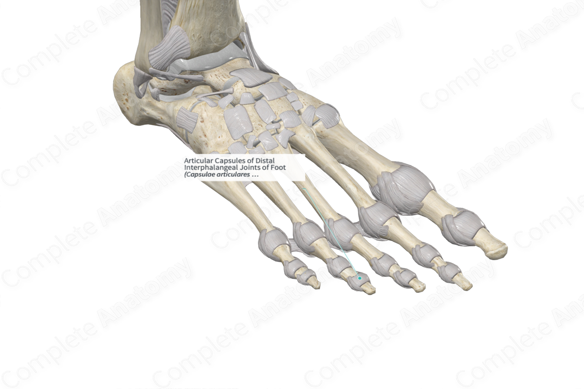 Articular Capsules Of Distal Interphalangeal Joints Of Foot Complete