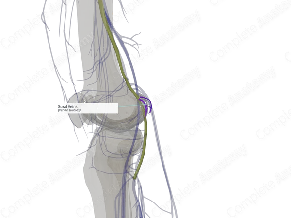 Sural Veins (Left)