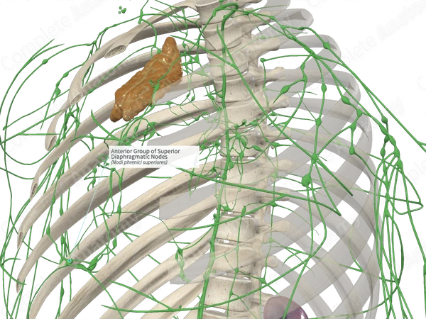 Anterior Group of Superior Diaphragmatic Nodes