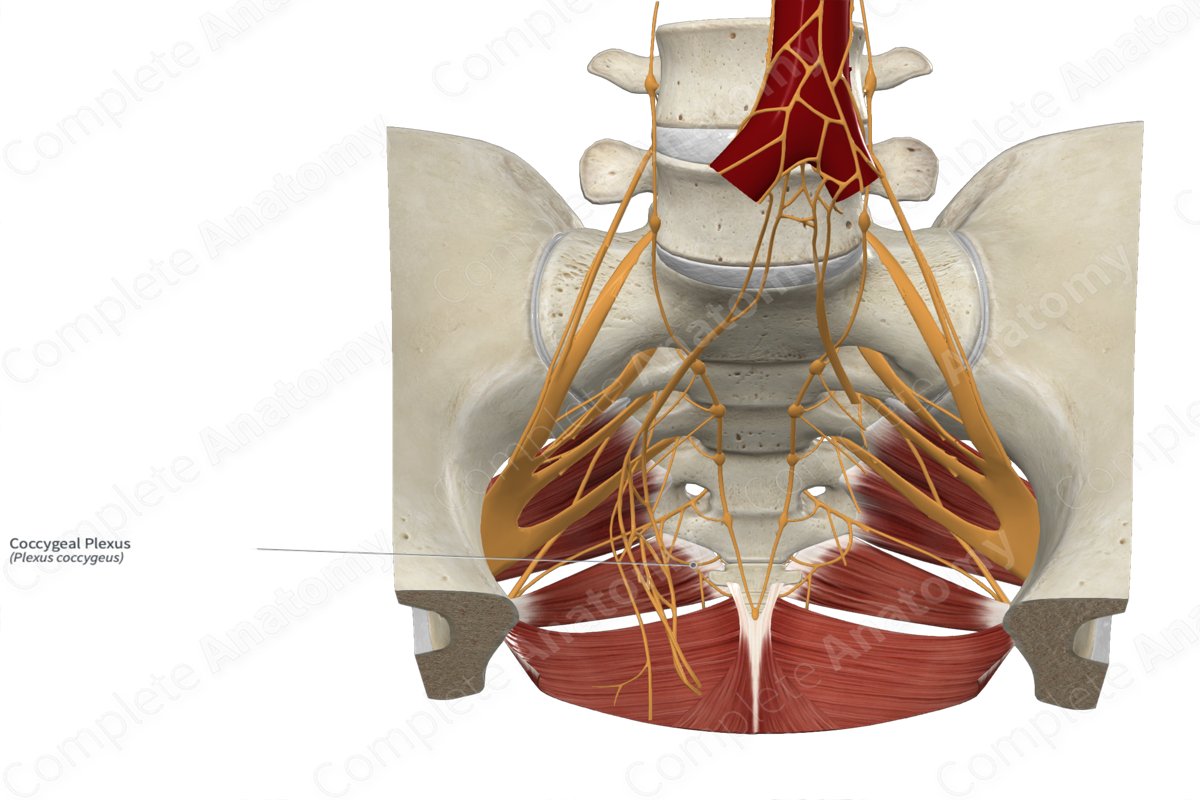 Coccygeal Plexus | Complete Anatomy