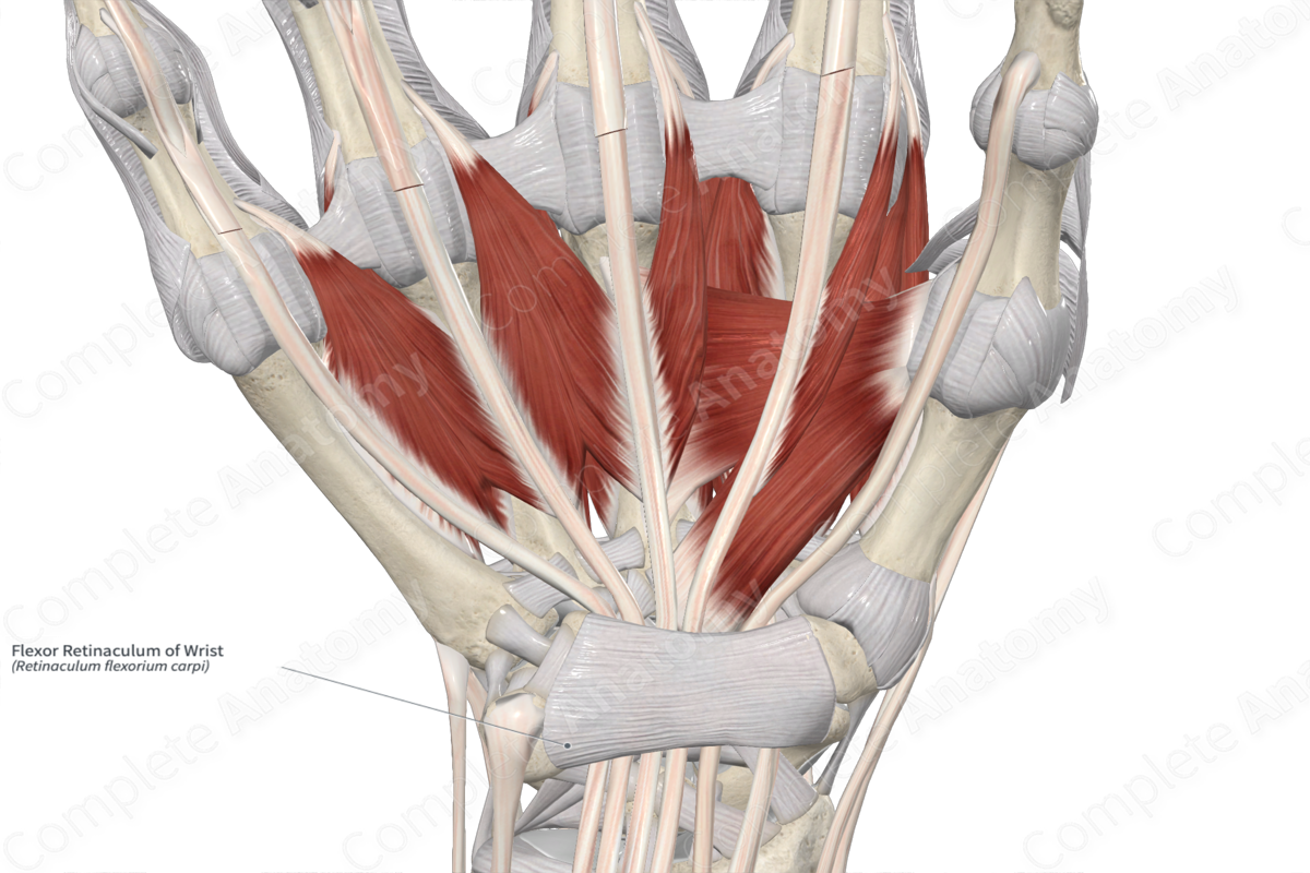 Flexor Retinaculum of Wrist 