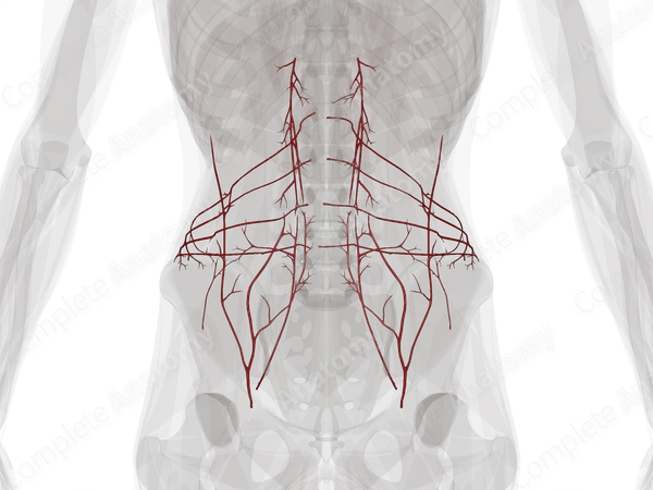 Arteries of Abdominal Wall