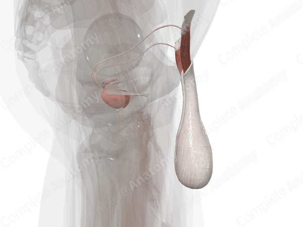 Male Internal Genitalia