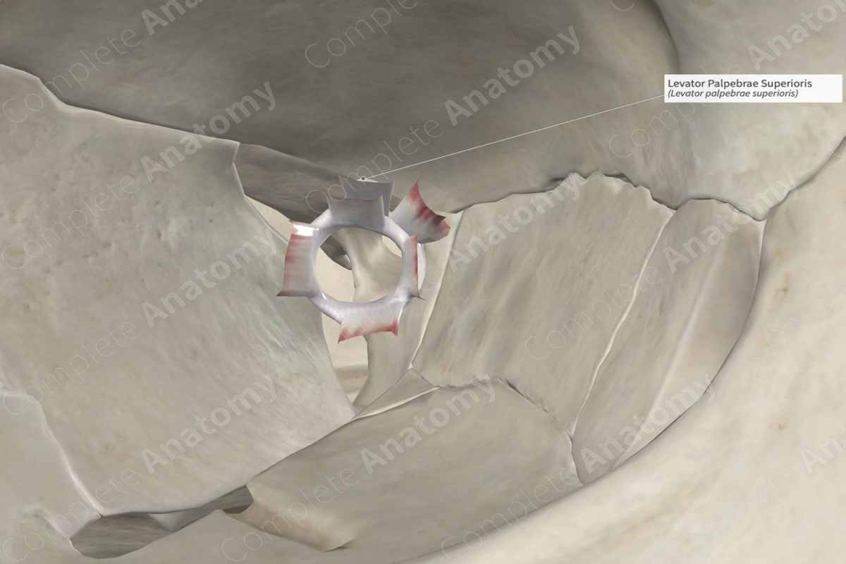 Levator Palpebrae Superioris
