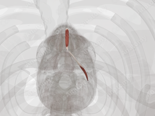 Digastric Muscle (Left)