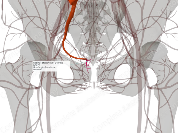 Vaginal Branches of Uterine Artery (Left)
