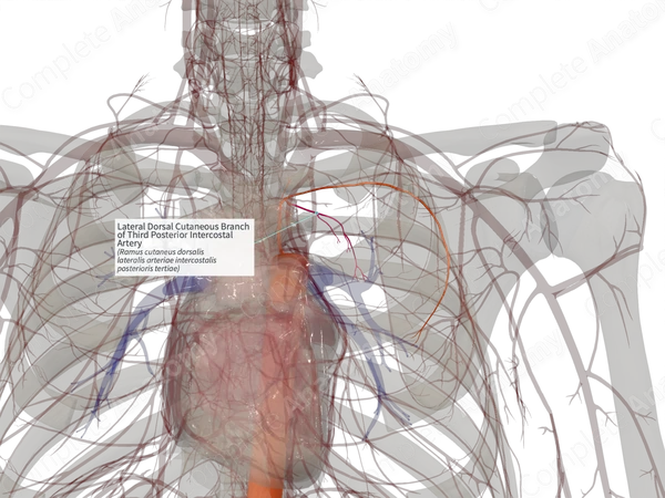 Lateral Dorsal Cutaneous Branch of Third Posterior Intercostal Artery (Right)