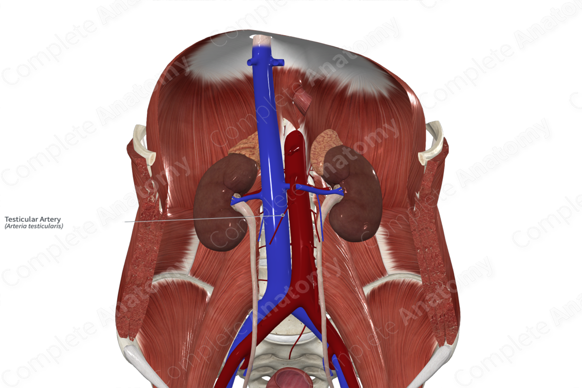 Testicular Artery 