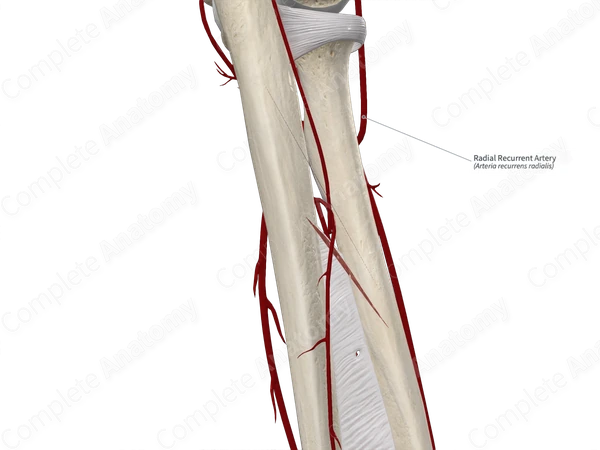 Radial Recurrent Artery
