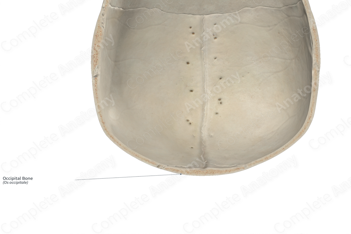 Occipital Bone | Complete Anatomy