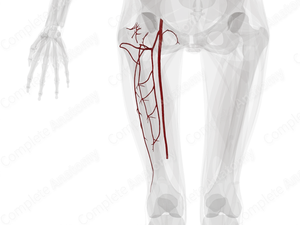 Arteries of Femoral Region (Left)
