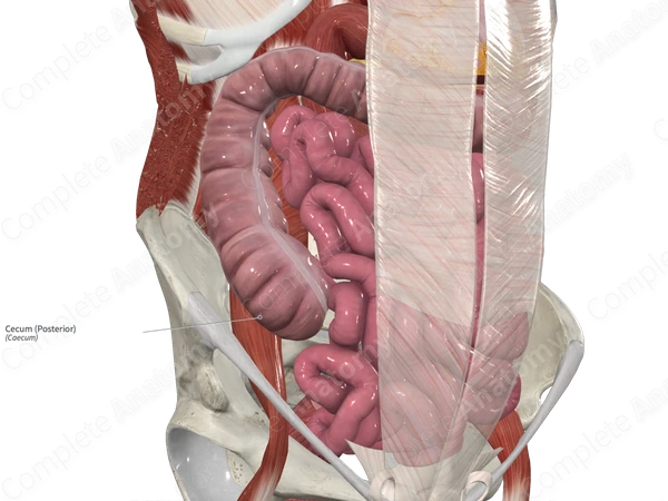 Cecum