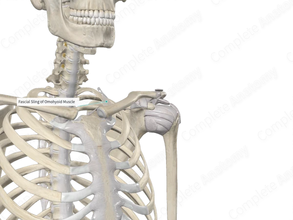 Fascial Sling of Omohyoid Muscle