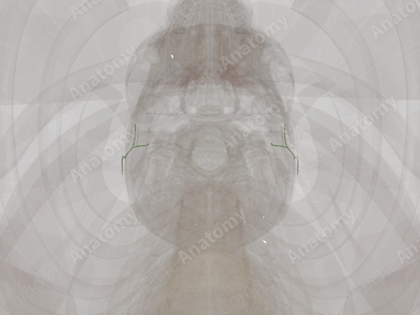Mastoid Lymph Vessels
