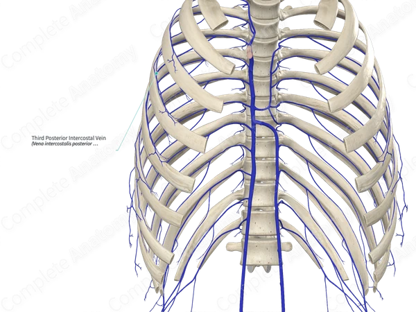 Third Posterior Intercostal Vein