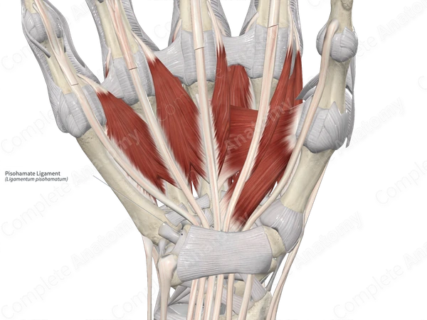 Pisohamate Ligament 