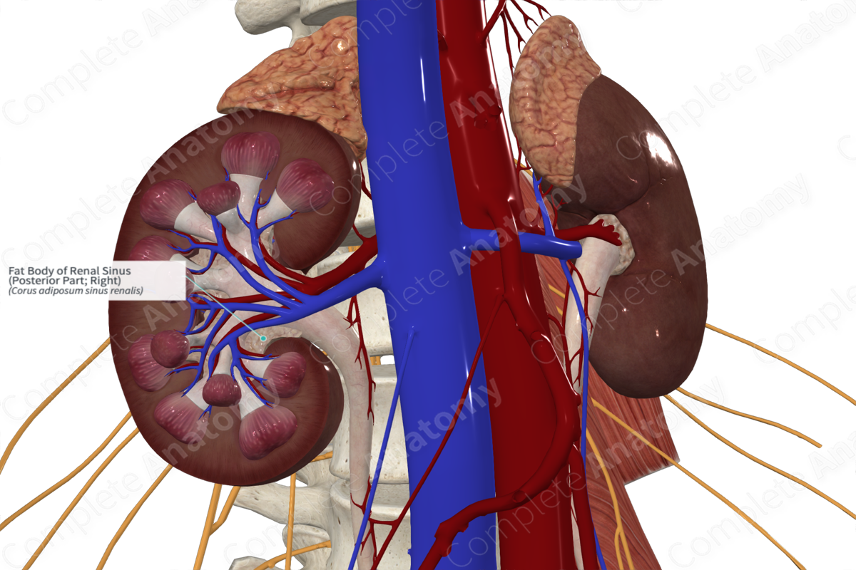 Fat Body of Renal Sinus (Posterior Part; Right)