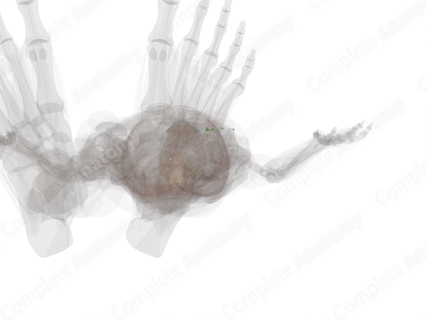 Lymph Nodes of Lower Limb (Left)