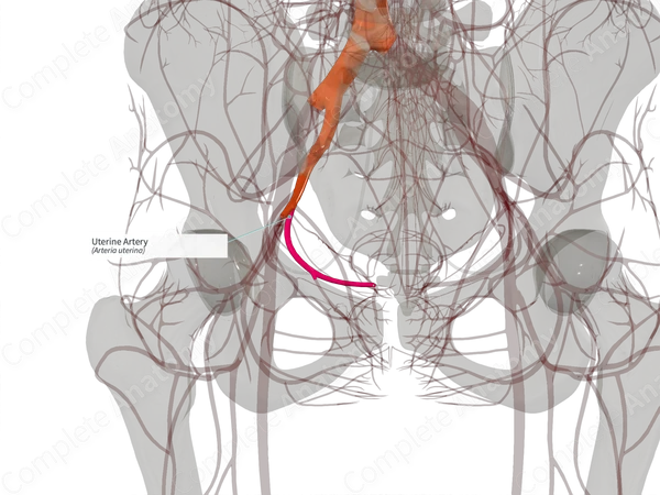 Uterine Artery (Left)