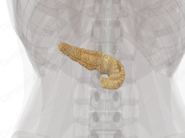 Pancreas