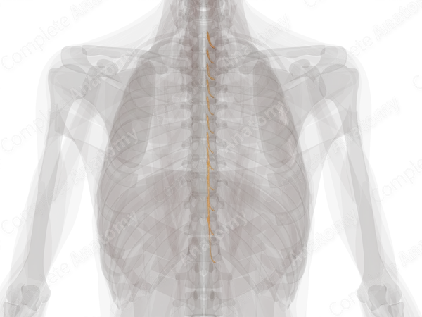 S Pro Pinical Rots Thoracic Spinal Roots & Ganglia (Left) | Complete Anatomy