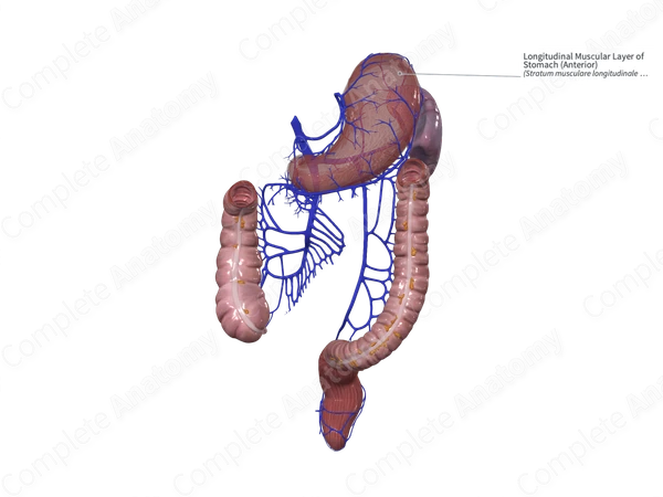 Longitudinal Muscular Layer of Stomach (Anterior)