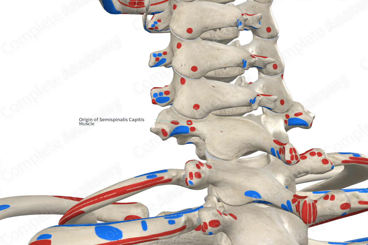 Origin of Semispinalis Capitis Muscle