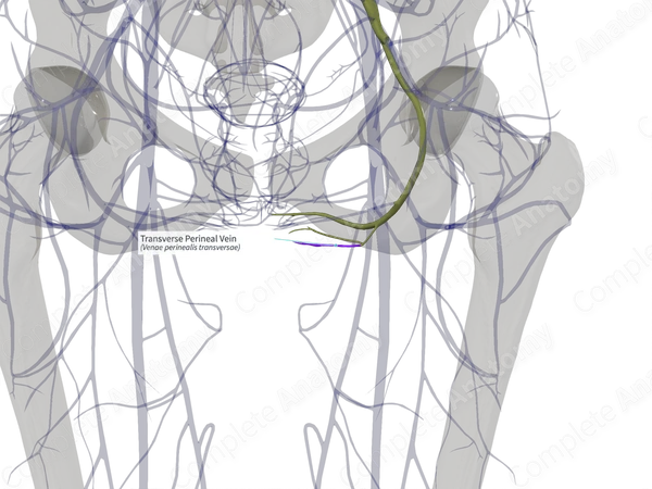 Transverse Perineal Vein (Left)